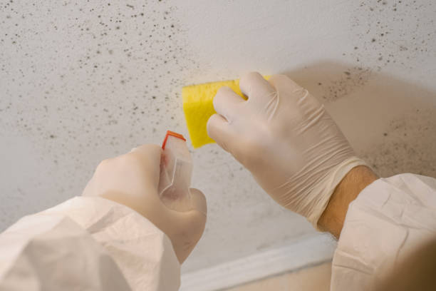 Best Emergency Mold Remediation  in Green Tree, PA
