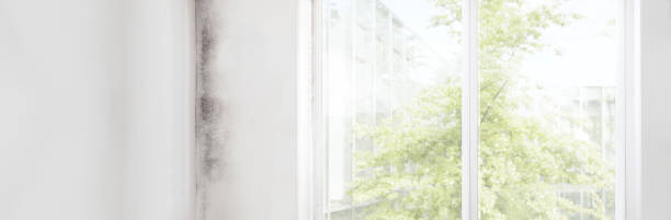 Best Asbestos and Lead Testing During Mold Inspection  in Green Tree, PA
