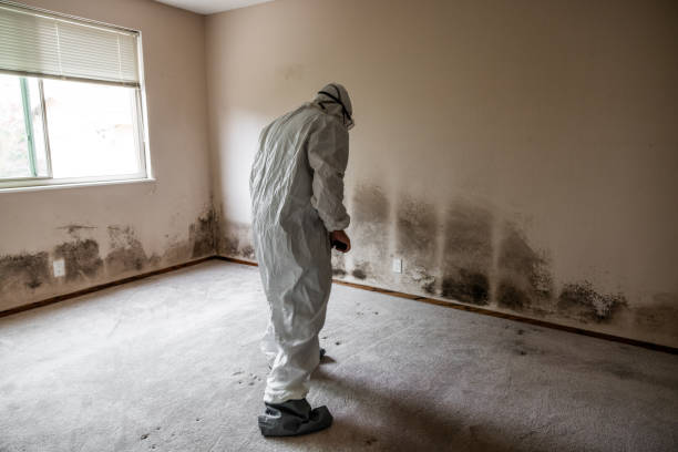 Best Water Damage & Mold Remediation  in Green Tree, PA