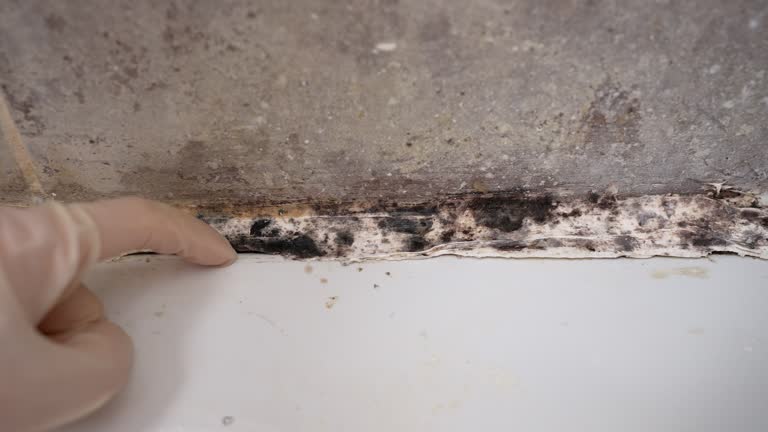 Best Mold Removal for HVAC Installations  in Green Tree, PA