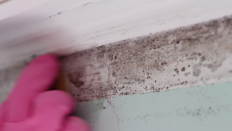 Professional Mold Removal in Green Tree, PA